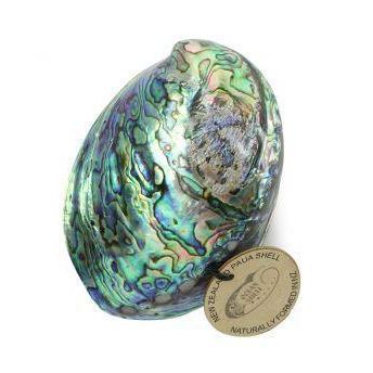 Petite Paua Shell-NZ HOMEWARES-Ocean Shell Studios (NZ)-The Outpost NZ